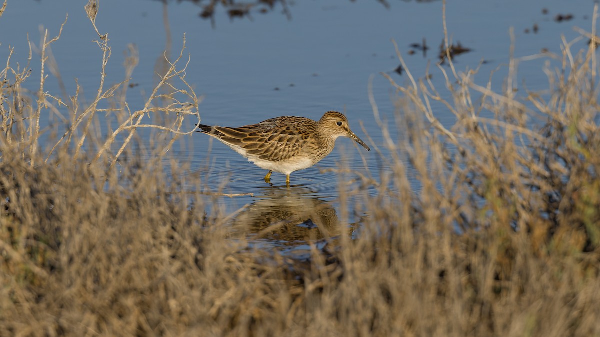 Pectoral Sandpiper - ML642596451