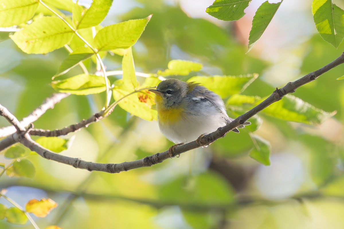 Northern Parula - ML642596453