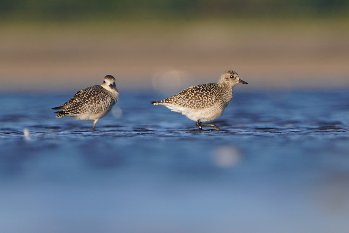 Black-bellied Plover - ML642596460