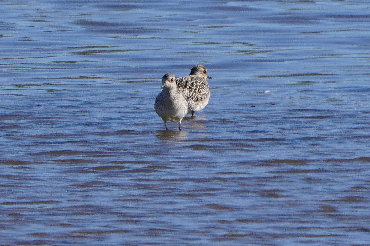 Black-bellied Plover - ML642596461