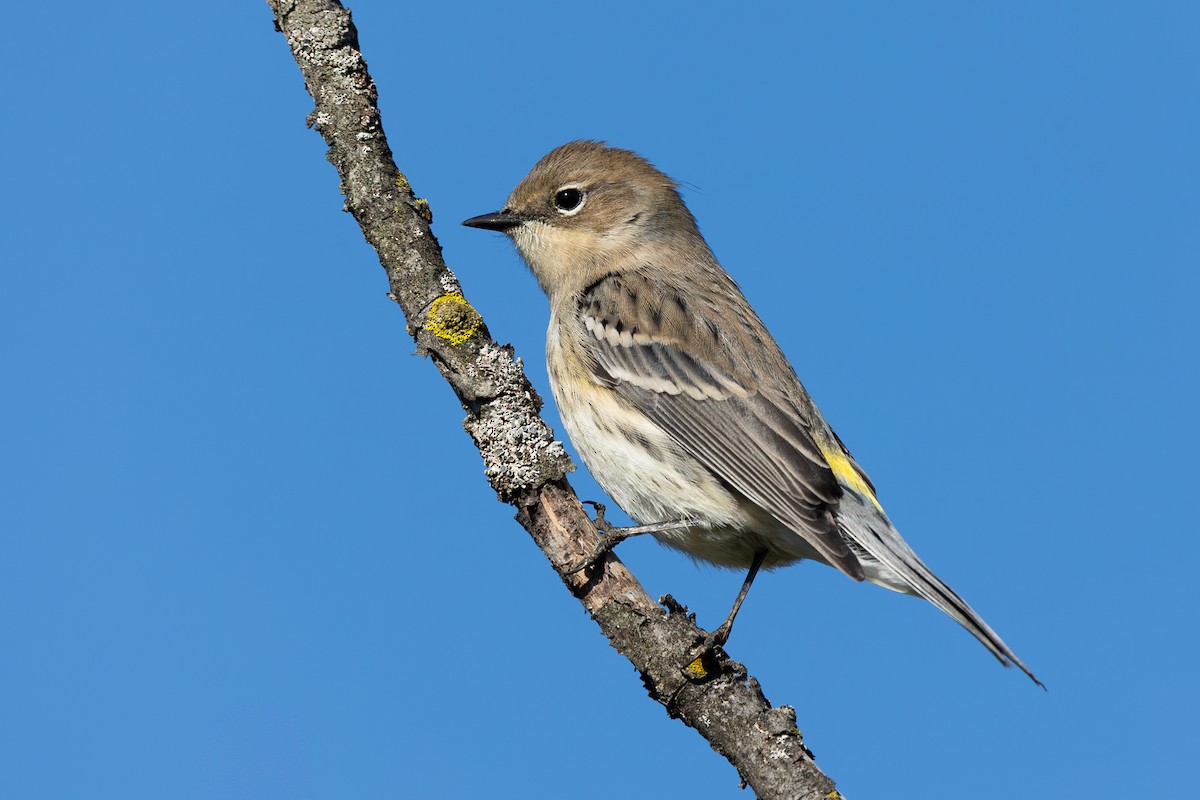 Yellow-rumped Warbler - ML642596474