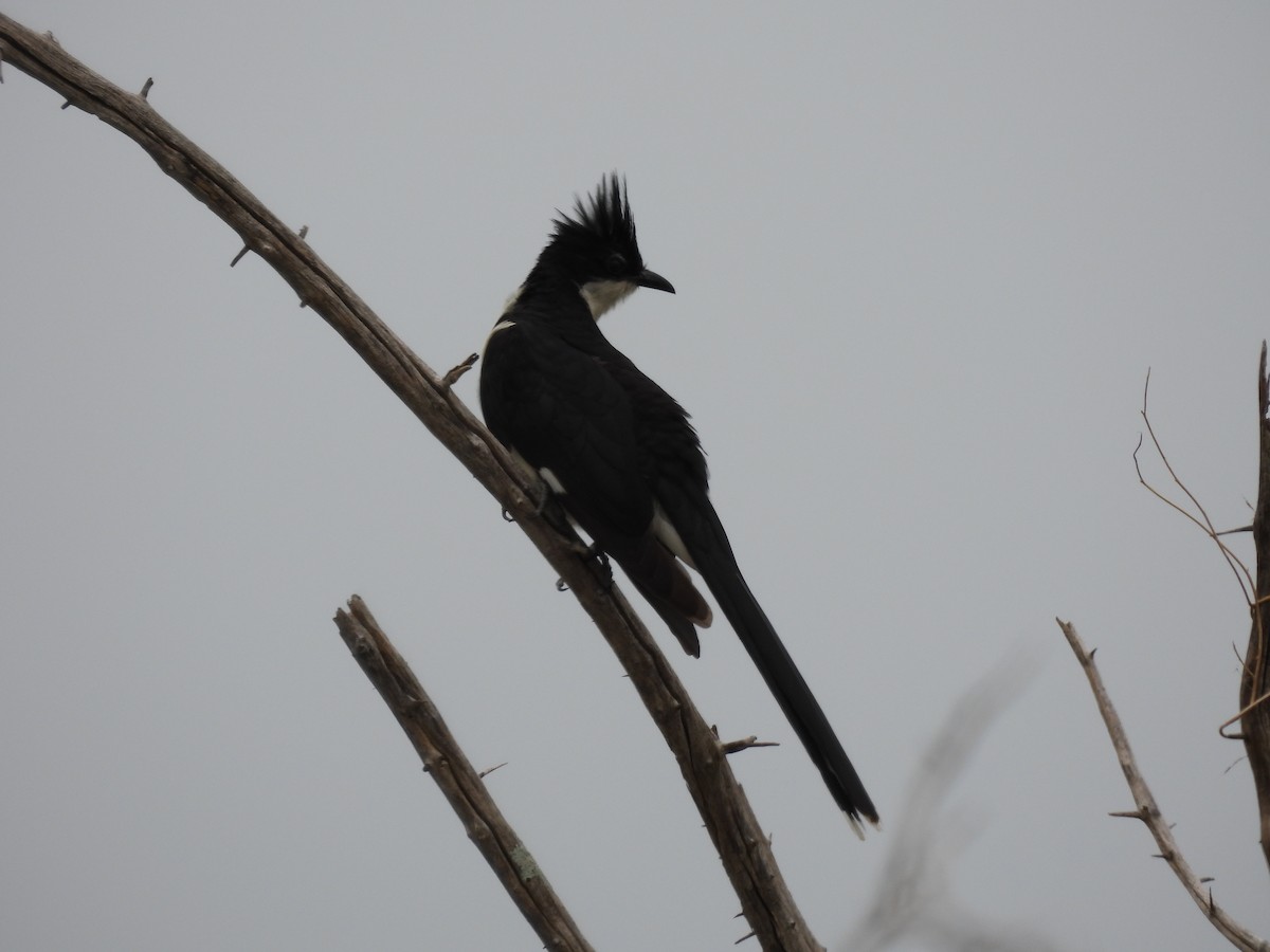 Pied Cuckoo - ML642596478