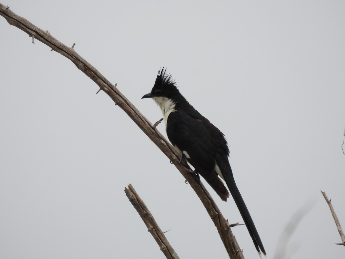 Pied Cuckoo - ML642596479