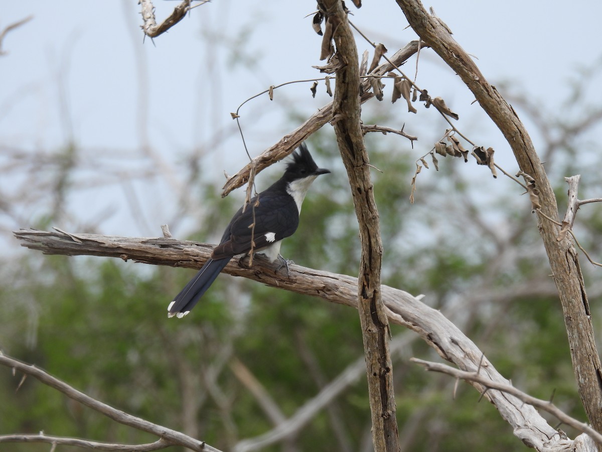 Pied Cuckoo - ML642596480