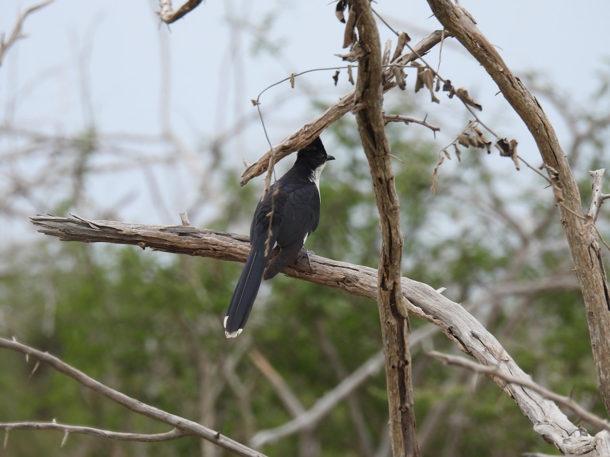 Pied Cuckoo - ML642596481
