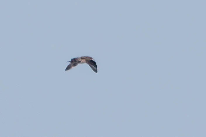 Parasitic Jaeger - ML642596515