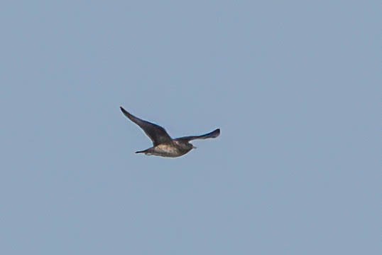Parasitic Jaeger - ML642596516