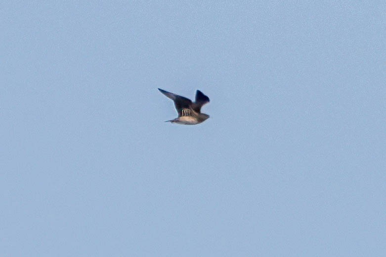 Parasitic Jaeger - ML642596518