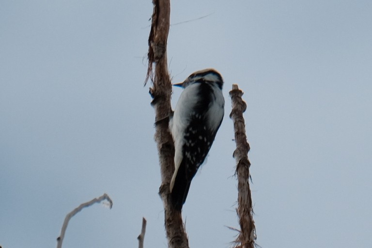 Downy Woodpecker - ML642596519