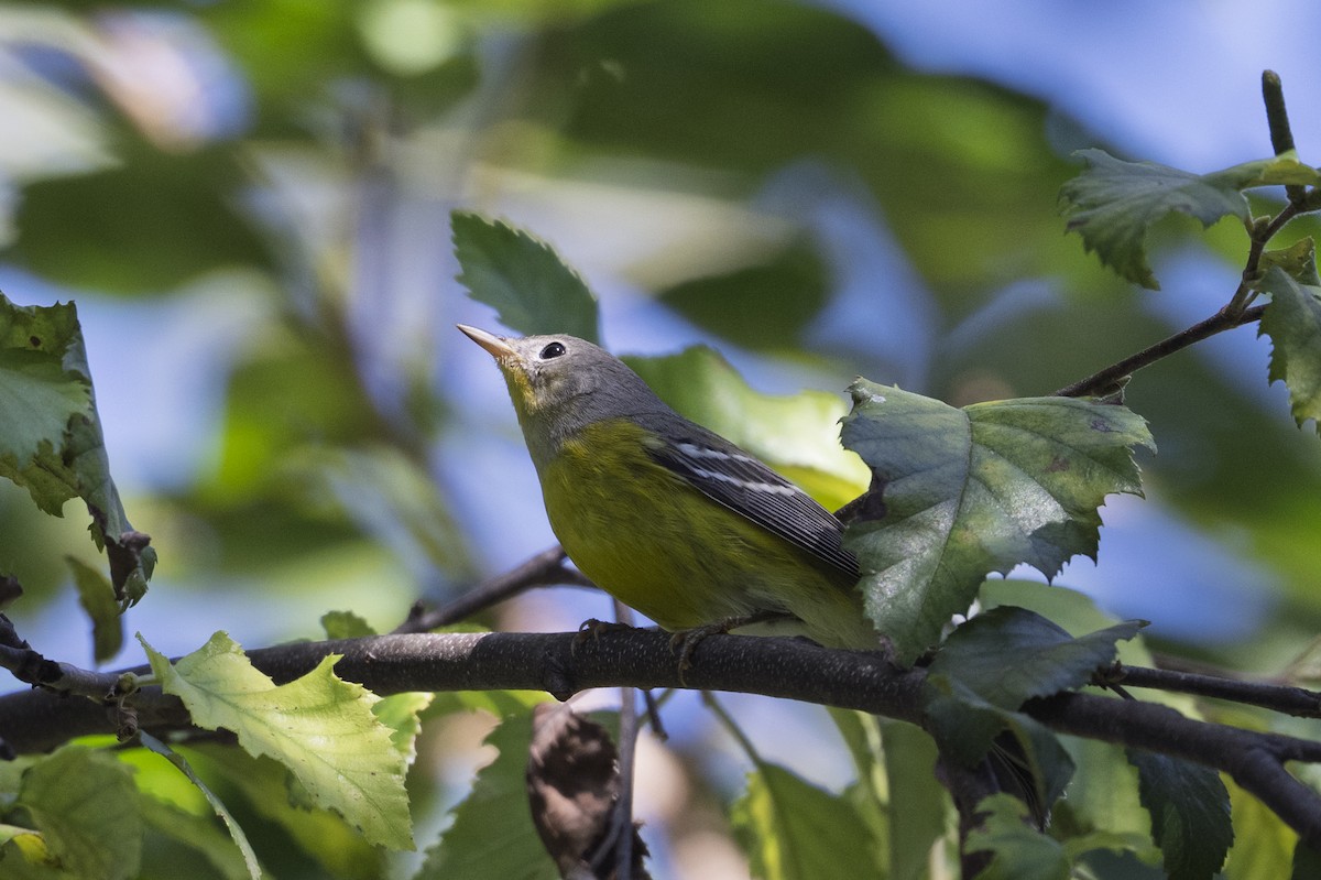 Magnolia Warbler - ML642596522
