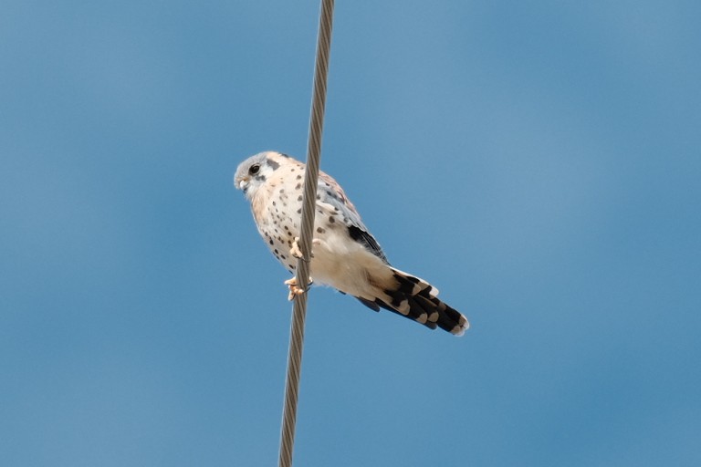 American Kestrel - ML642596530