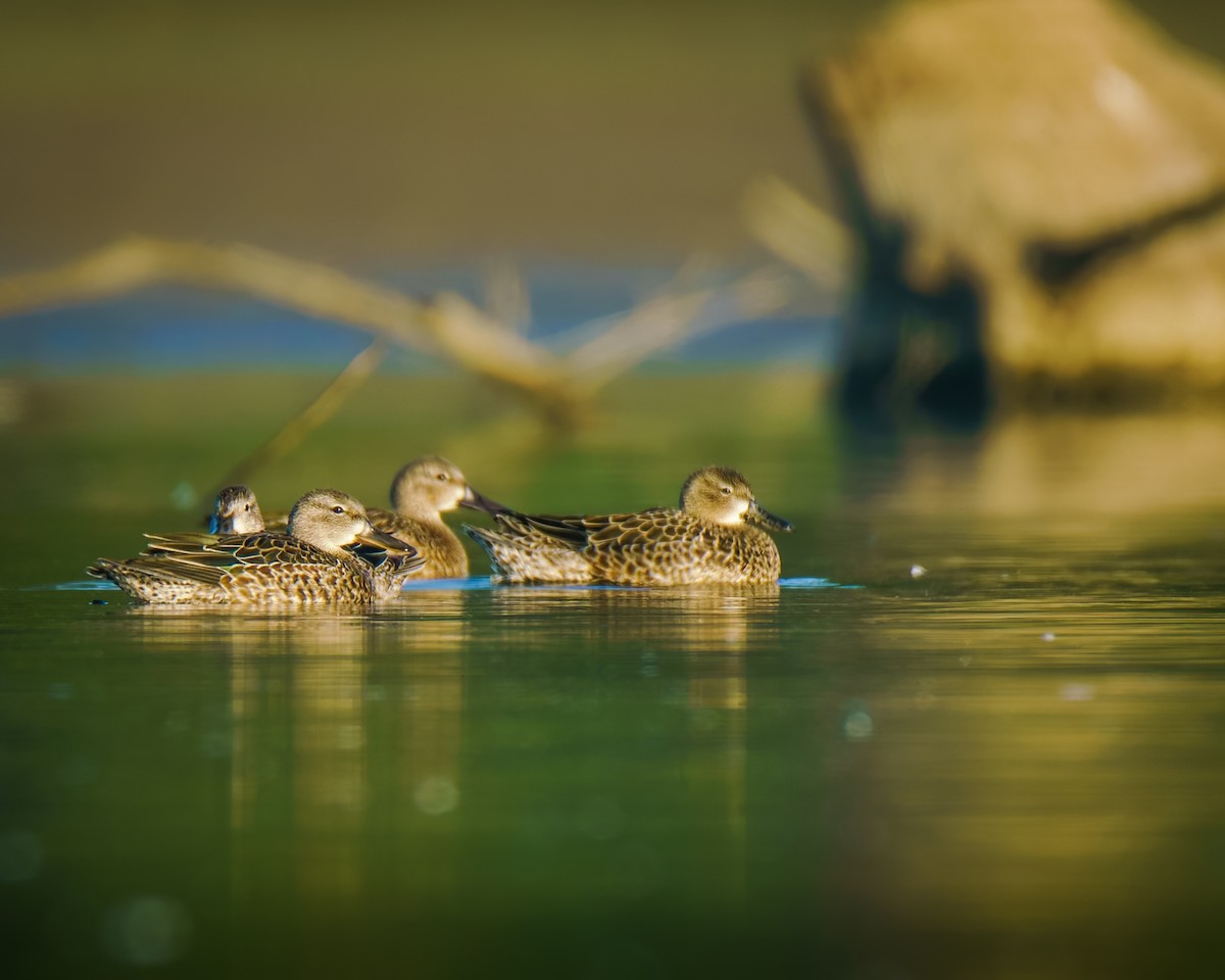 Blue-winged Teal - ML642596540
