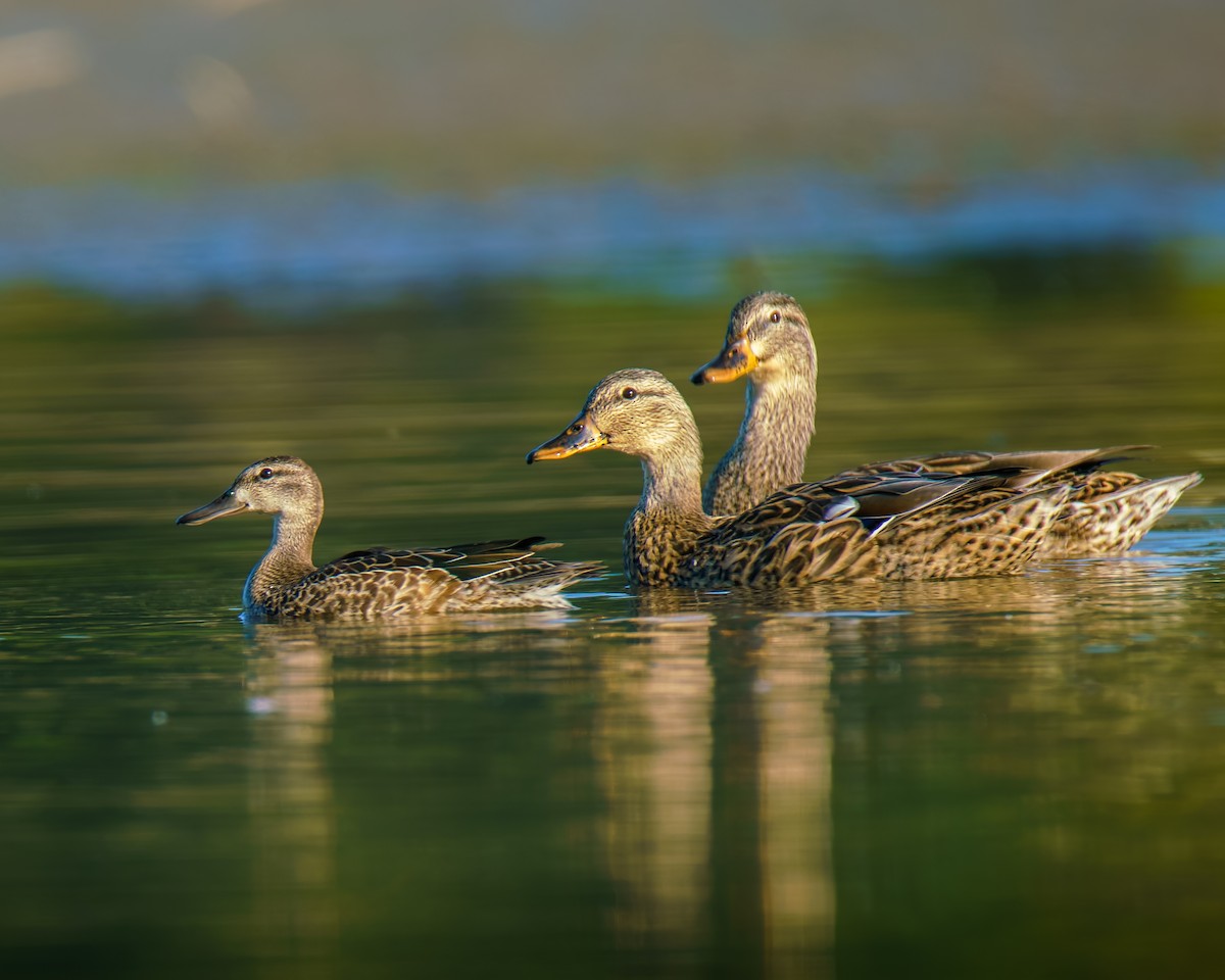 Blue-winged Teal - ML642596541
