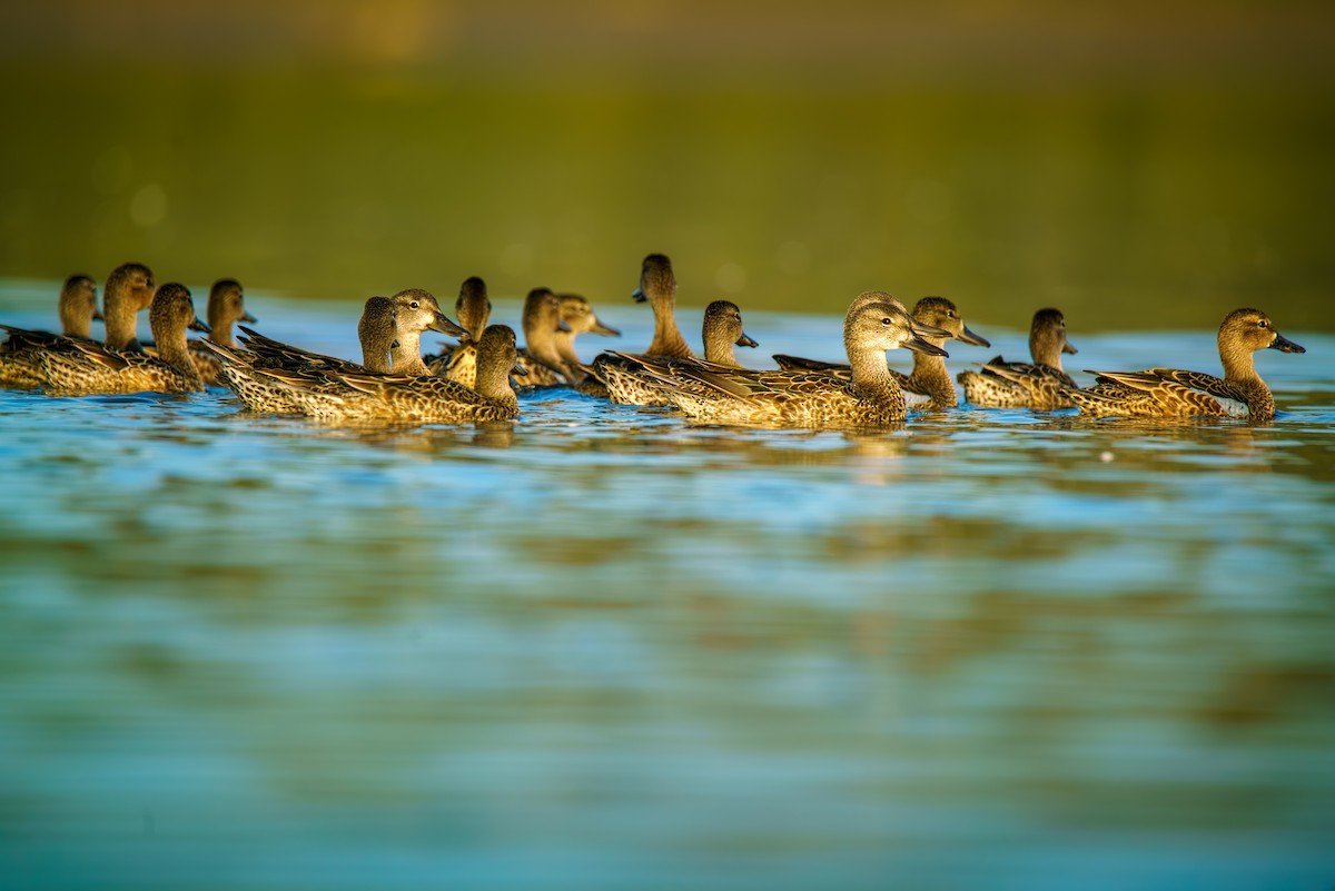 Blue-winged Teal - ML642596542