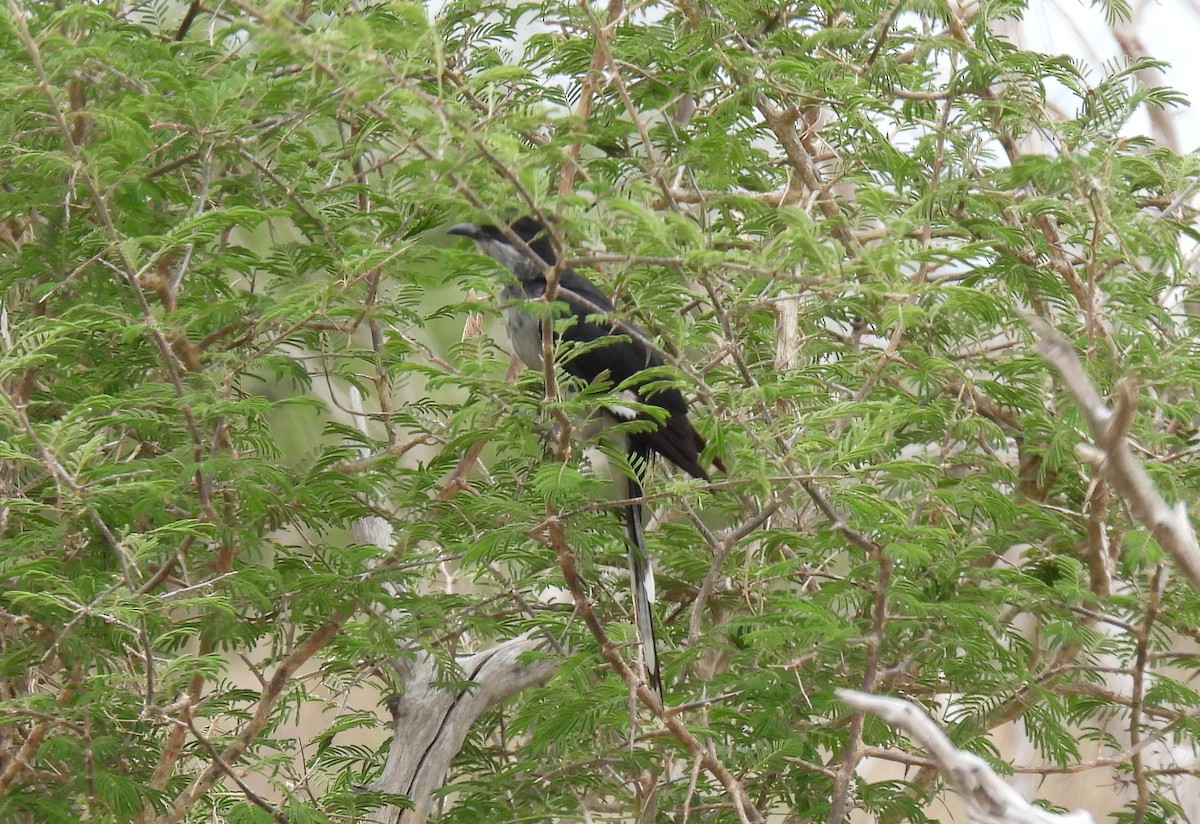 Levaillant's Cuckoo - ML642596545
