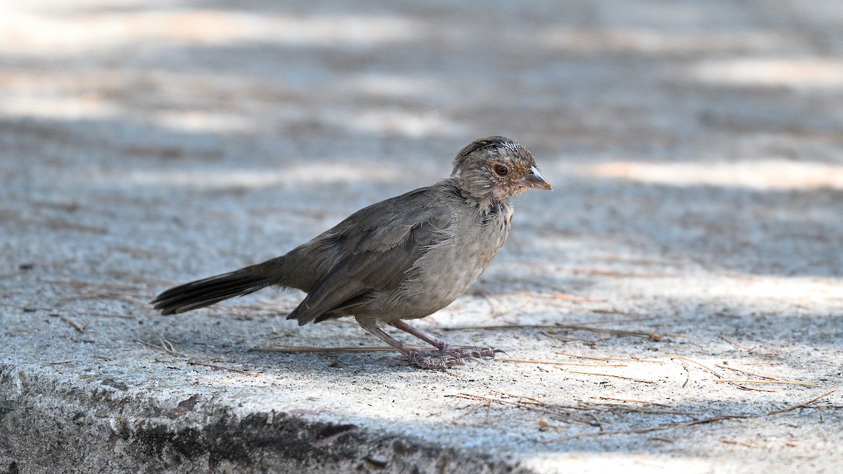 California Towhee - ML642596546