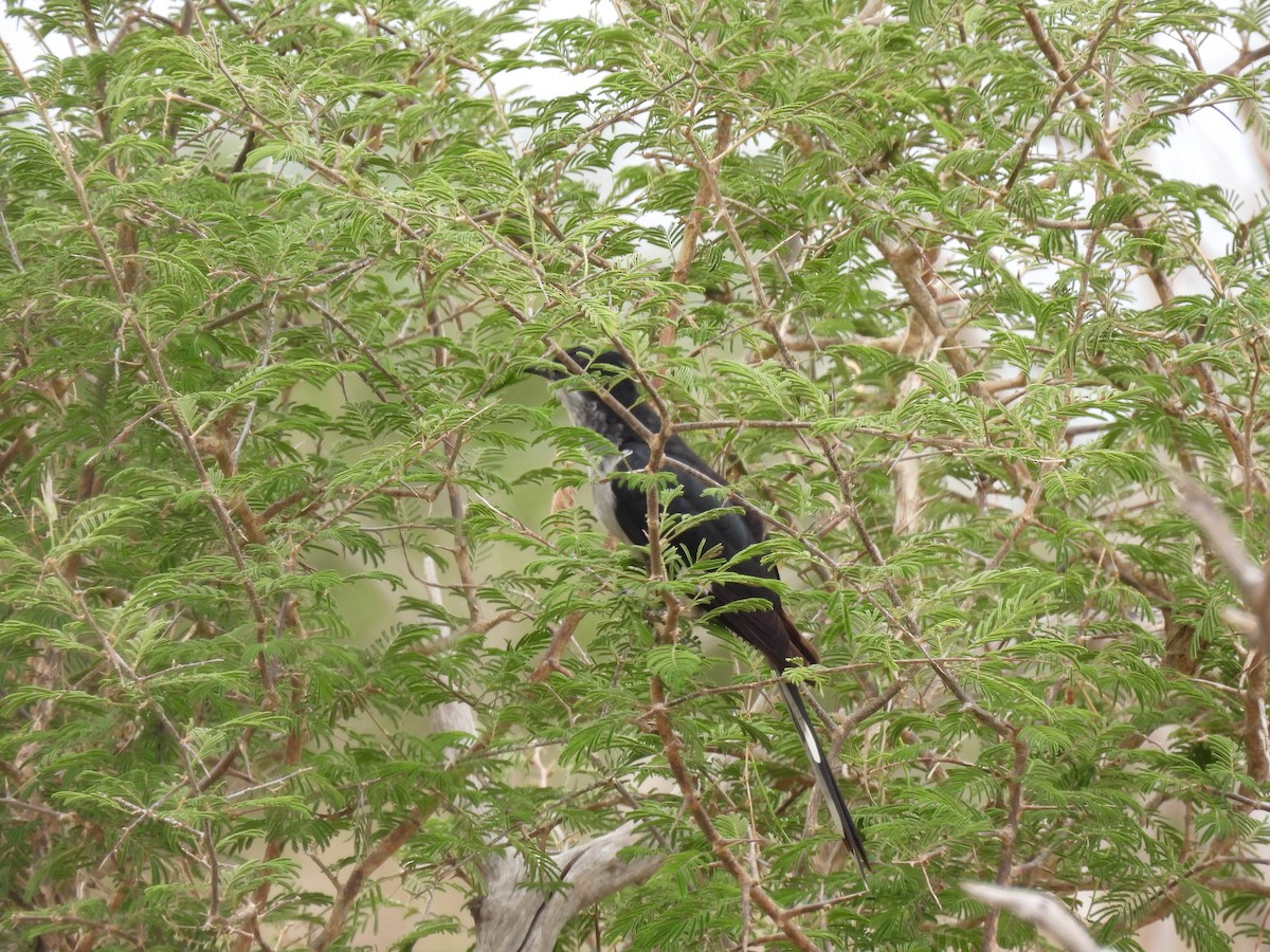 Levaillant's Cuckoo - ML642596548