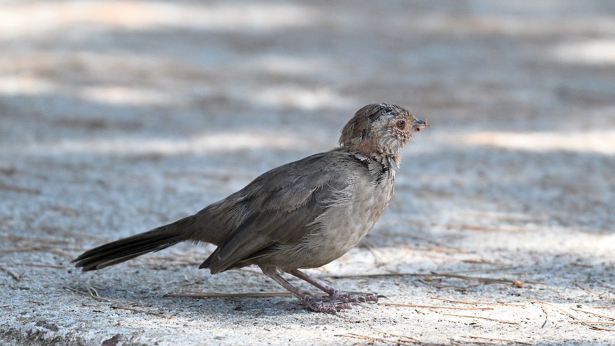 California Towhee - ML642596551