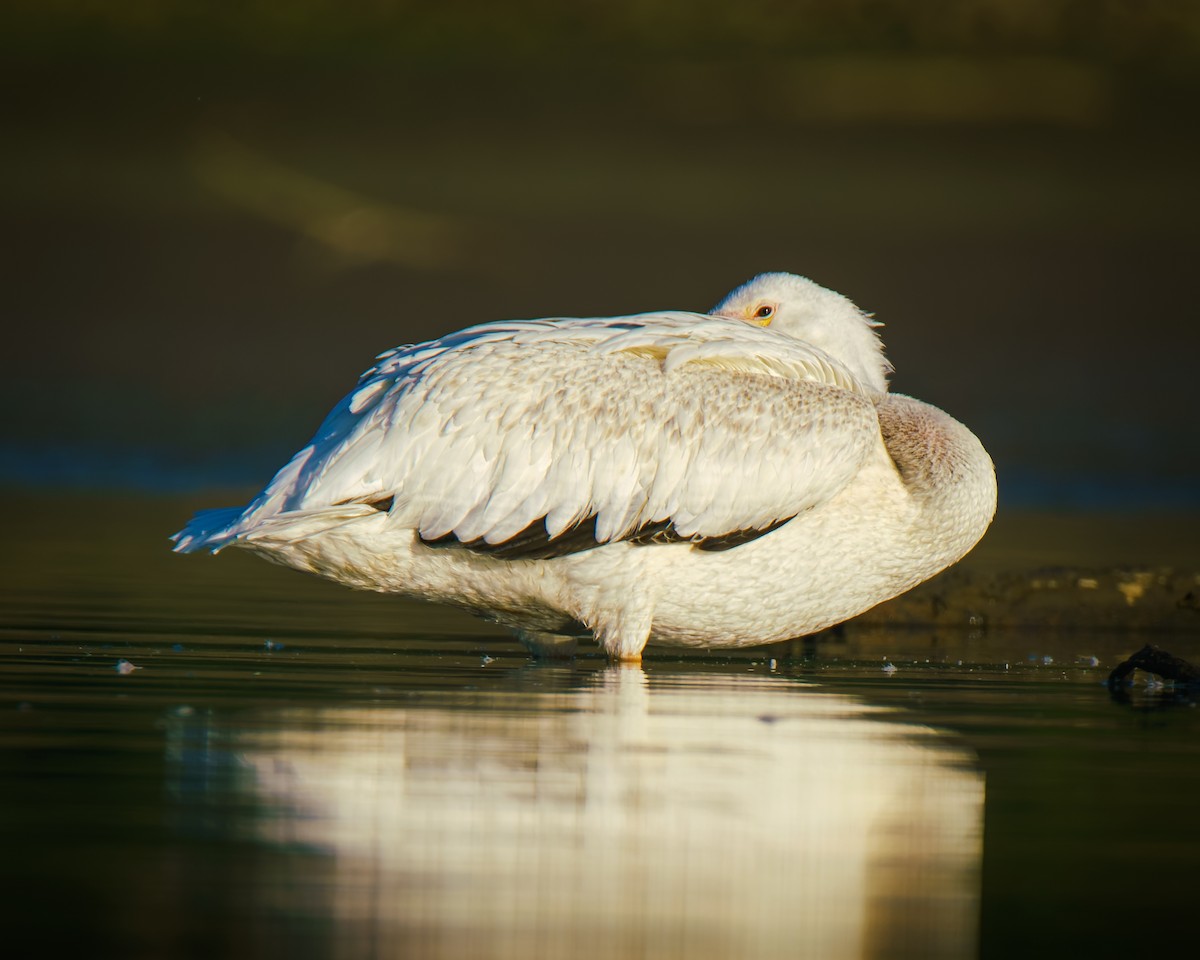 American White Pelican - ML642596552
