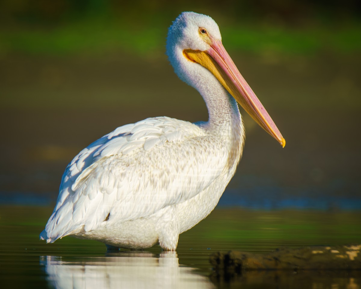 American White Pelican - ML642596553