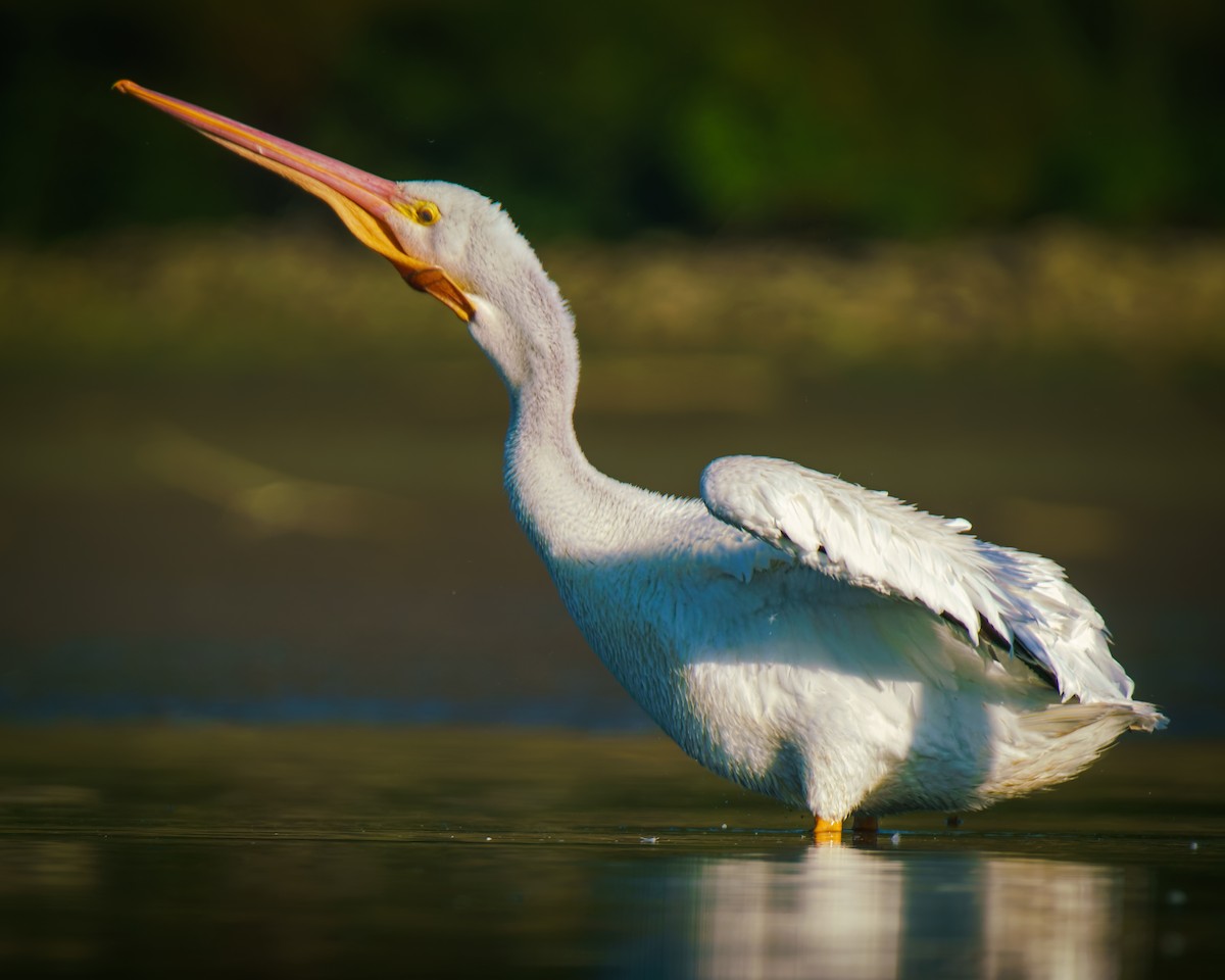 American White Pelican - ML642596554