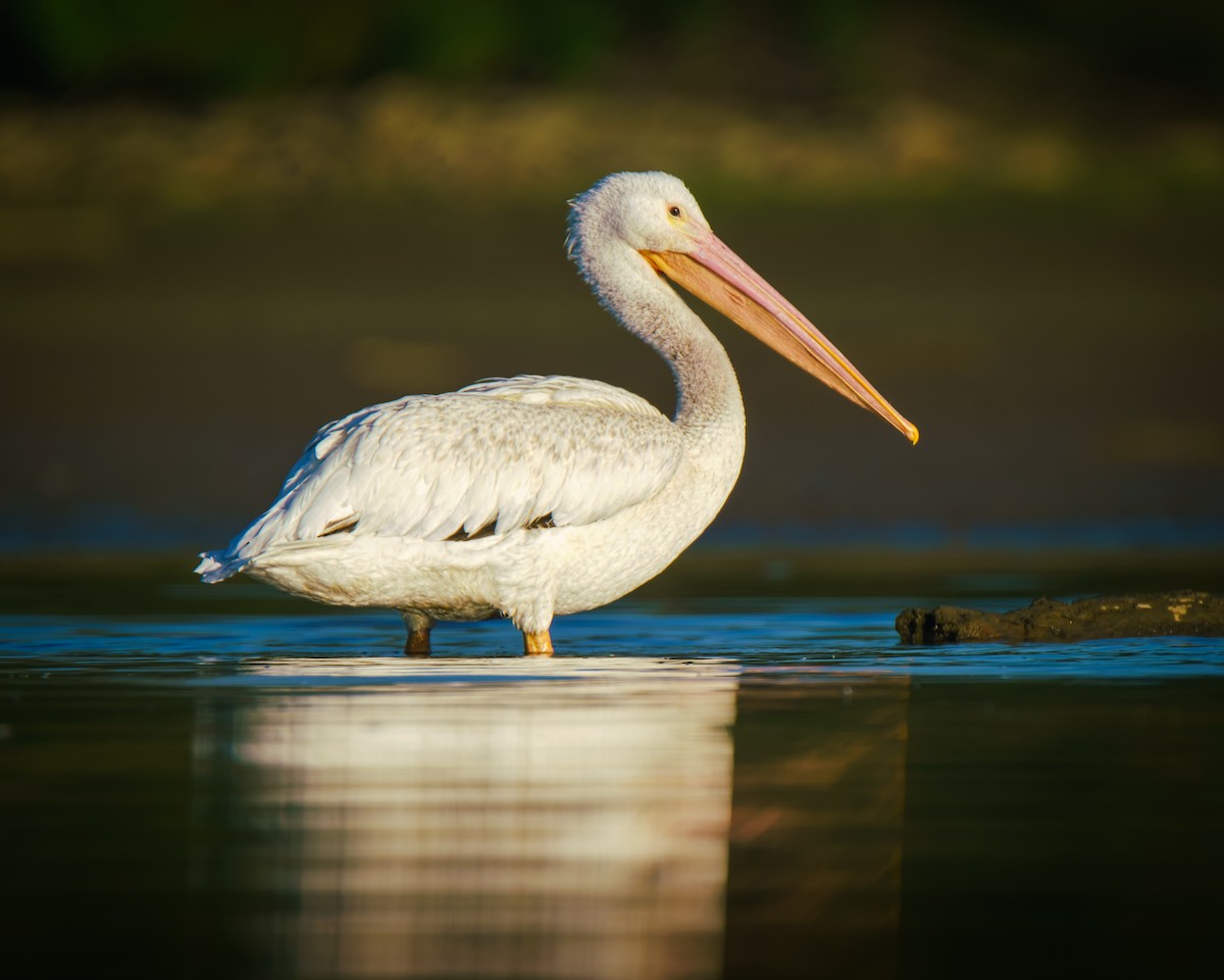 American White Pelican - ML642596555