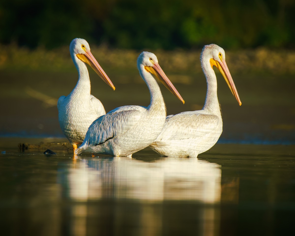 American White Pelican - ML642596556