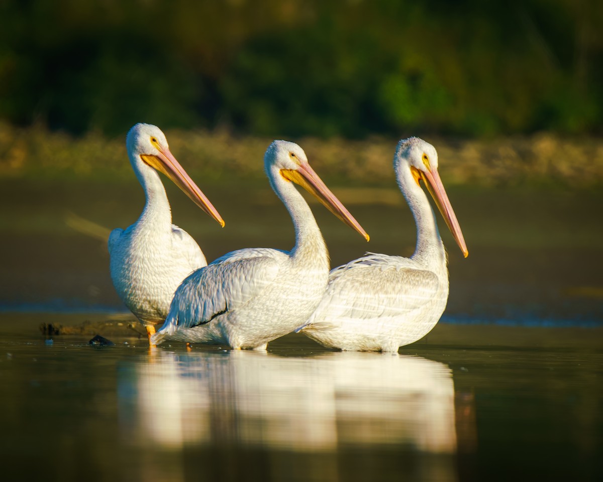 American White Pelican - ML642596557