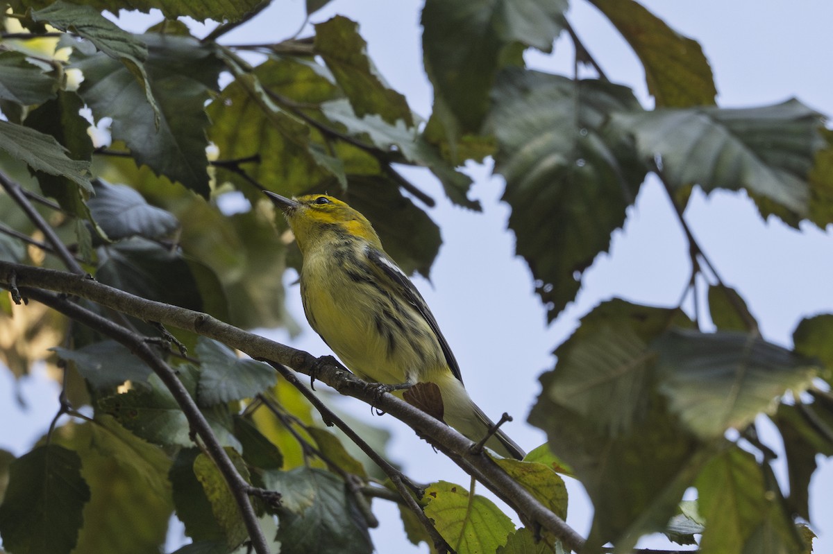 Black-throated Green Warbler - ML642596559