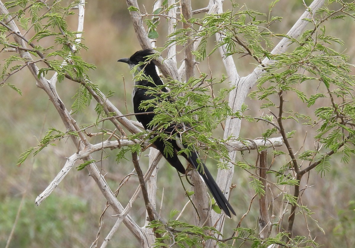 Levaillant's Cuckoo - ML642596561