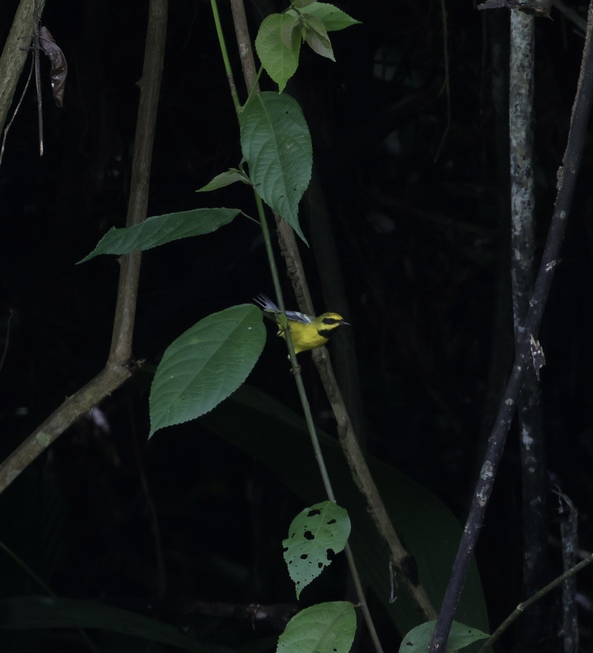 Lawrence's Warbler (hybrid) - ML642596586