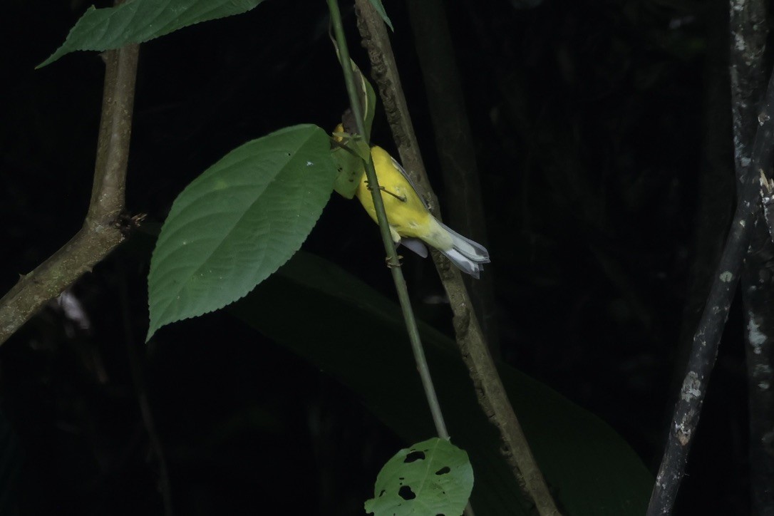Lawrence's Warbler (hybrid) - ML642596591