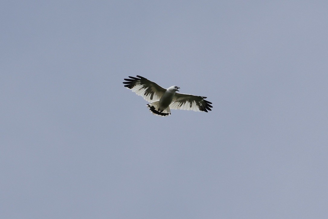 White Hawk - ML642596671