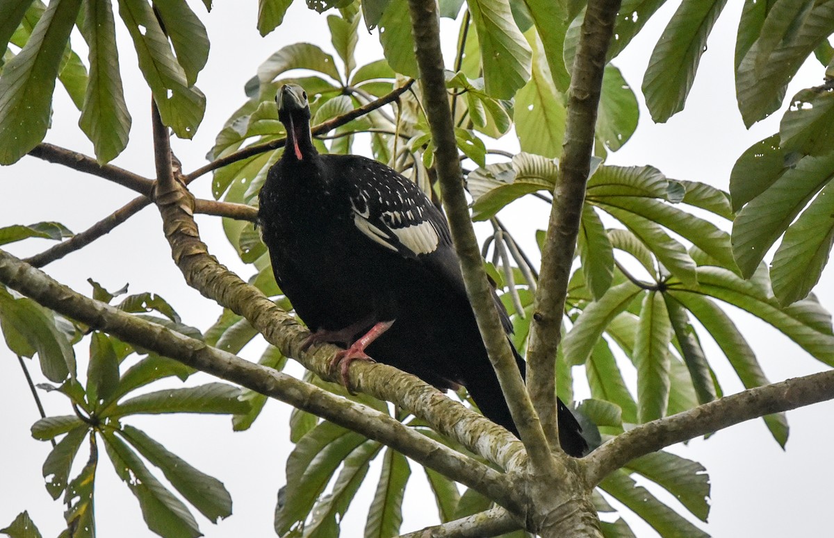 Red-throated Piping-Guan (White-crested) - ML642596674