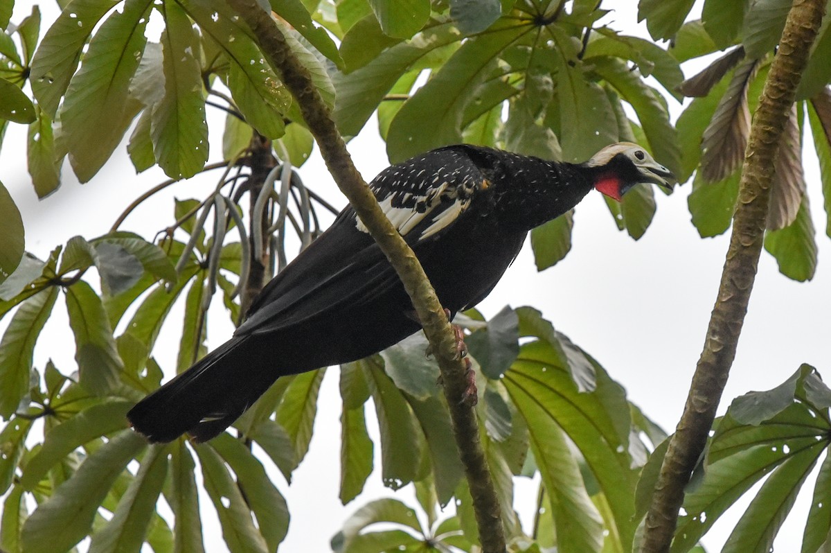 Red-throated Piping-Guan (White-crested) - ML642596675