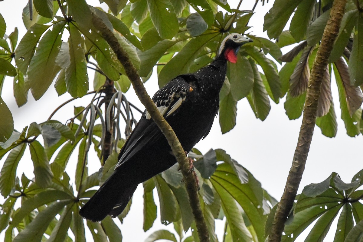 Red-throated Piping-Guan (White-crested) - ML642596676