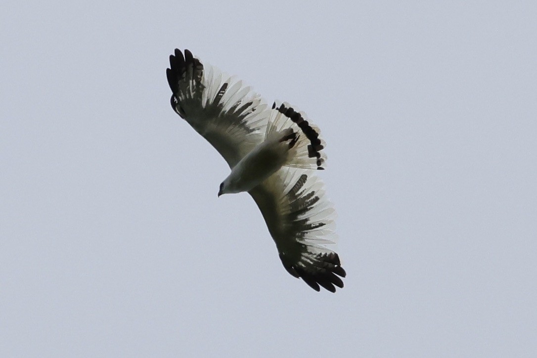 White Hawk - ML642596694