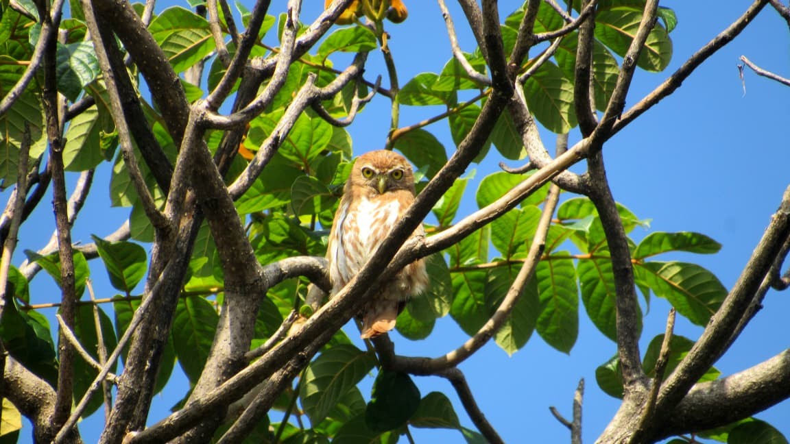 Ferruginous Pygmy-Owl - ML642596700