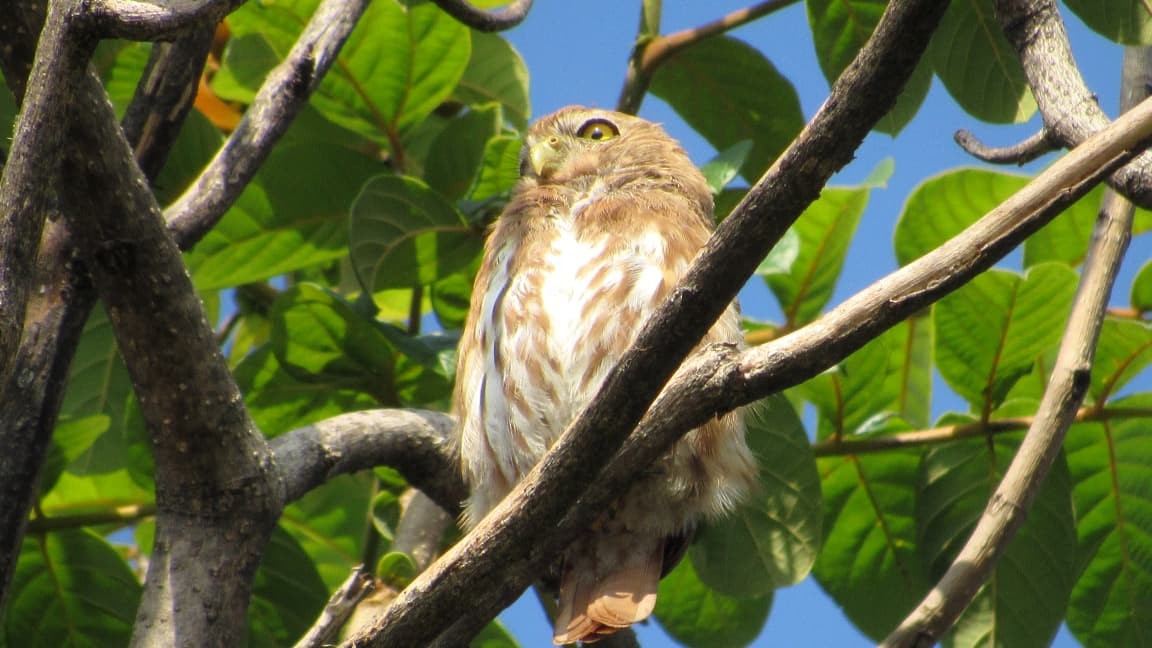Ferruginous Pygmy-Owl - ML642596701