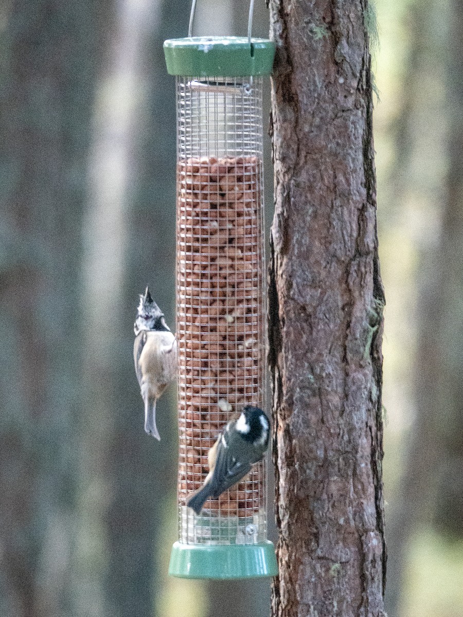 Crested Tit - ML642596749