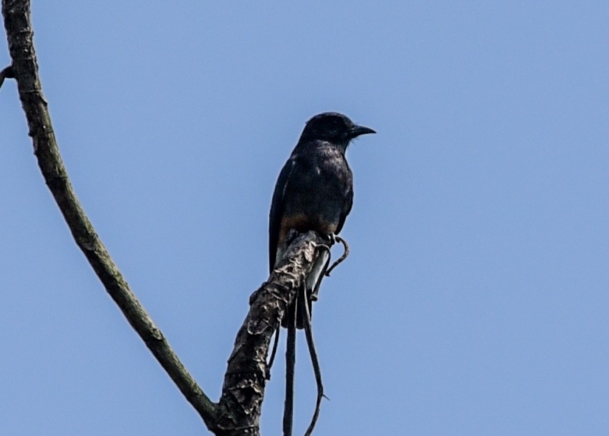 Swallow-winged Puffbird - ML642596757