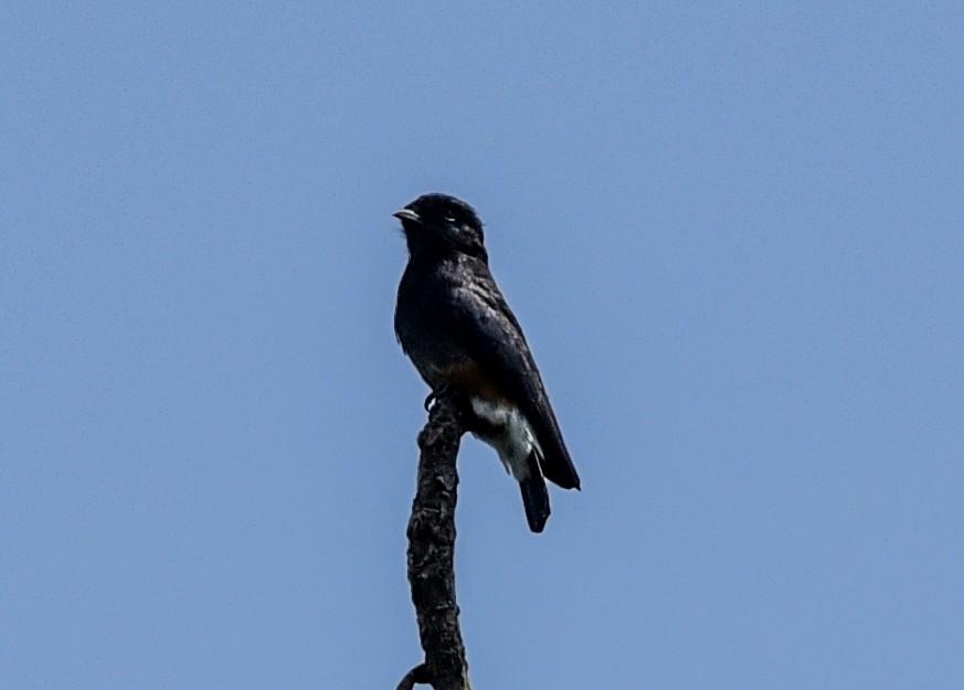 Swallow-winged Puffbird - ML642596758