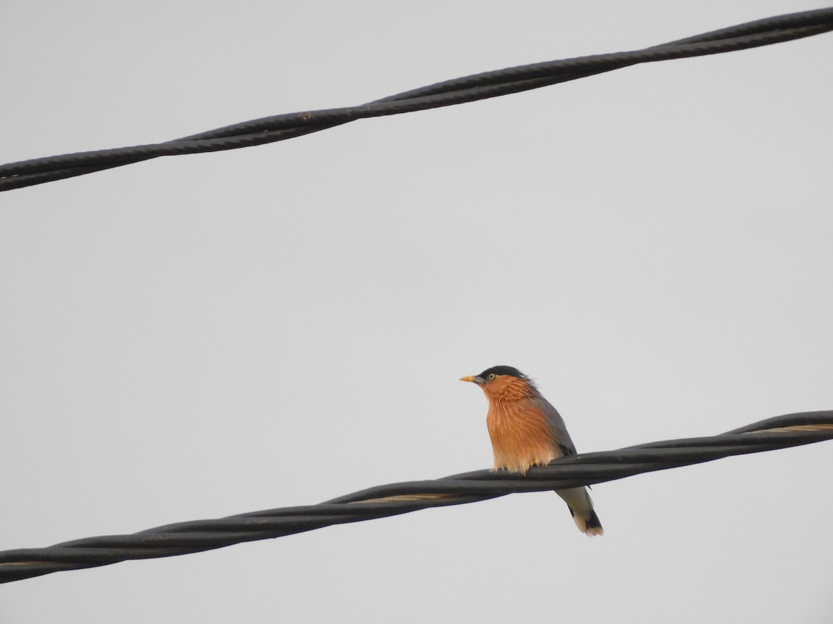Brahminy Starling - ML642596777