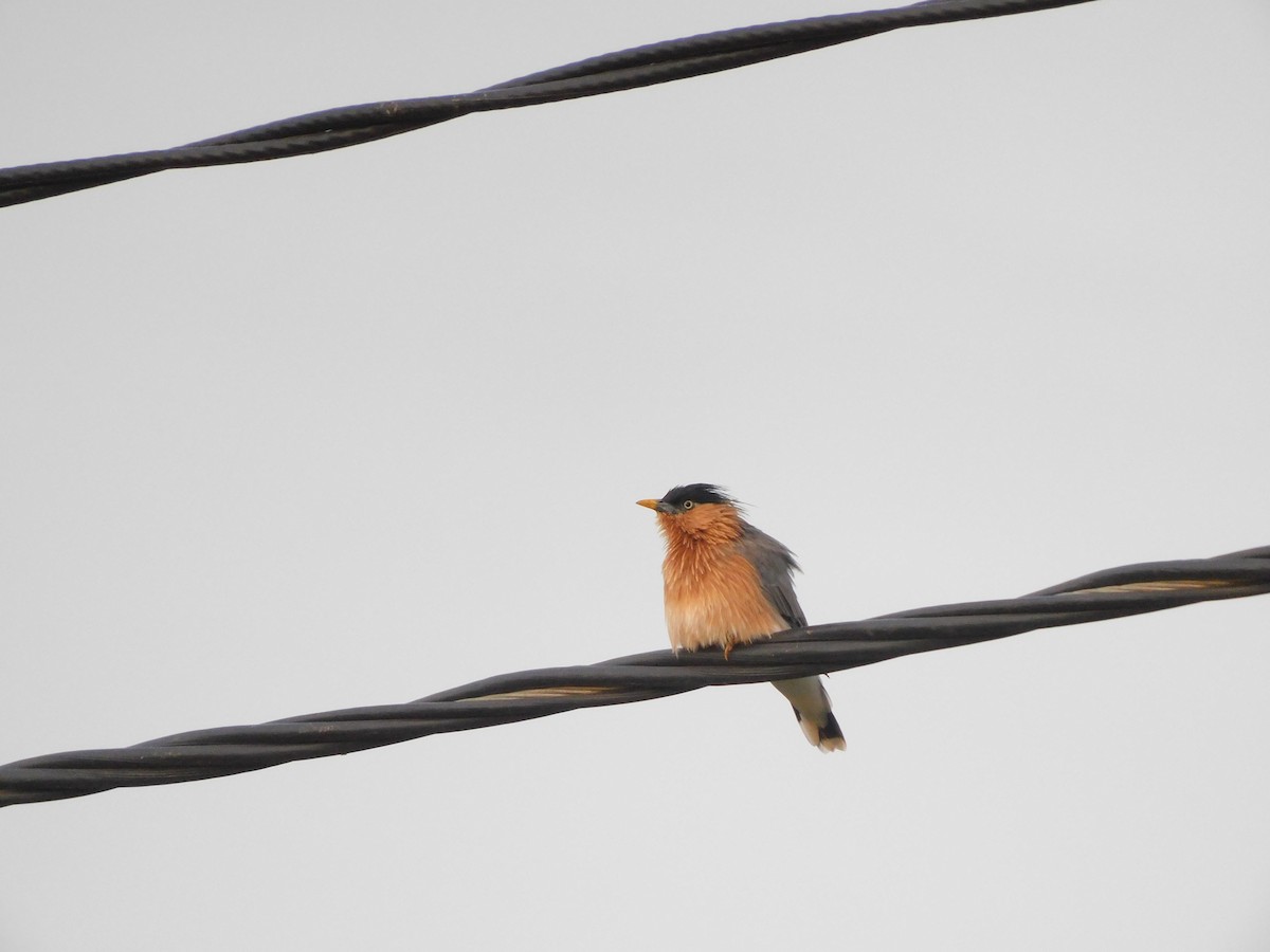 Brahminy Starling - ML642596778
