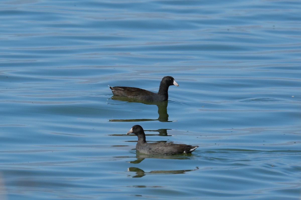 American Coot - ML642596790