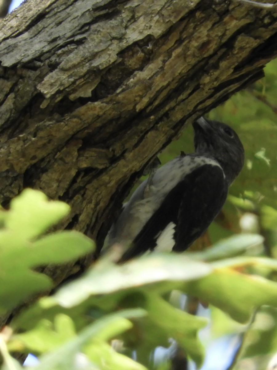 Red-headed Woodpecker - ML642596791