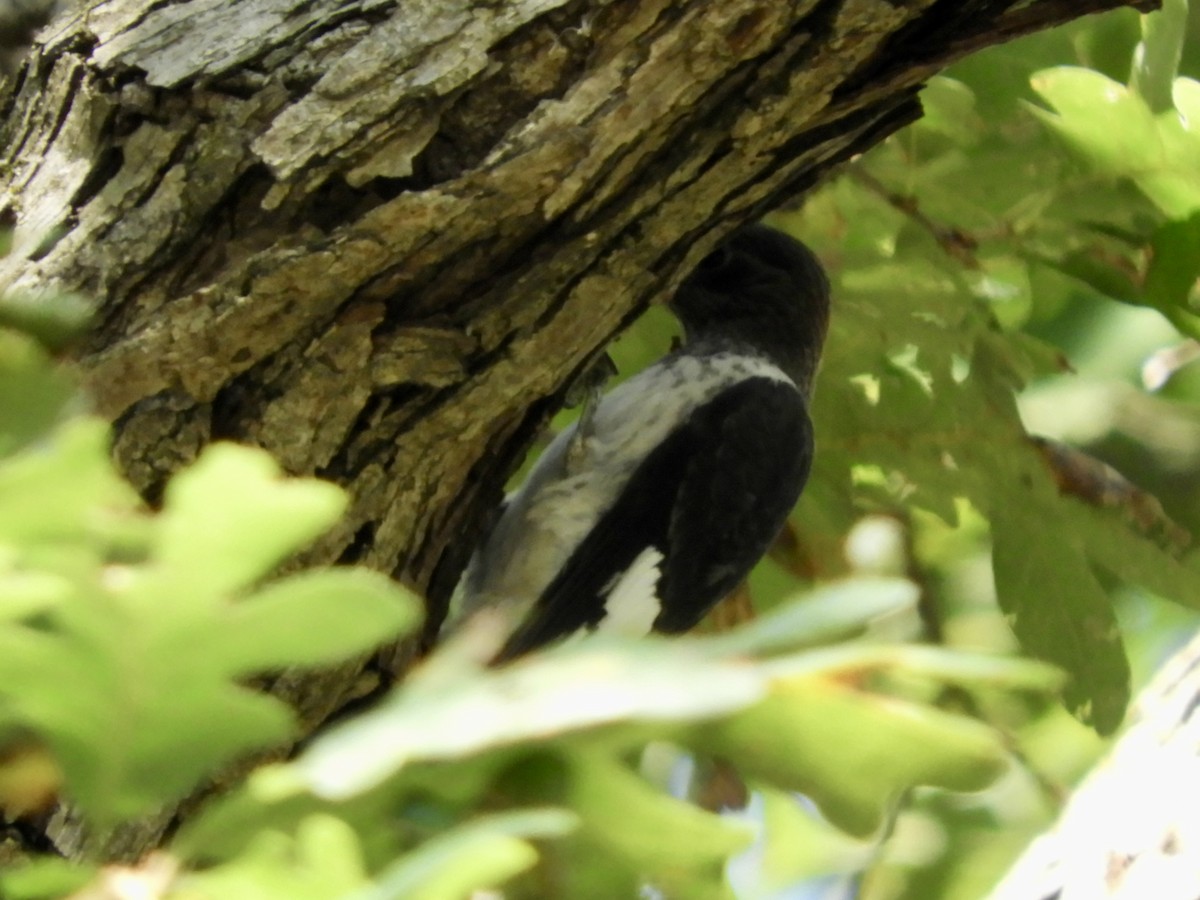 Red-headed Woodpecker - ML642596792
