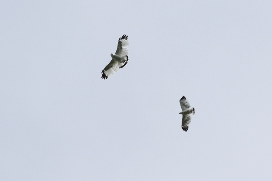 White Hawk - ML642596794