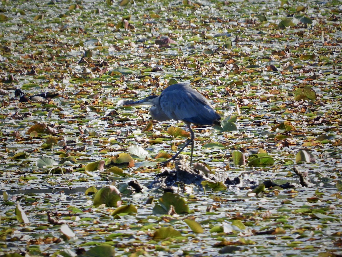 Great Blue Heron - ML642596810