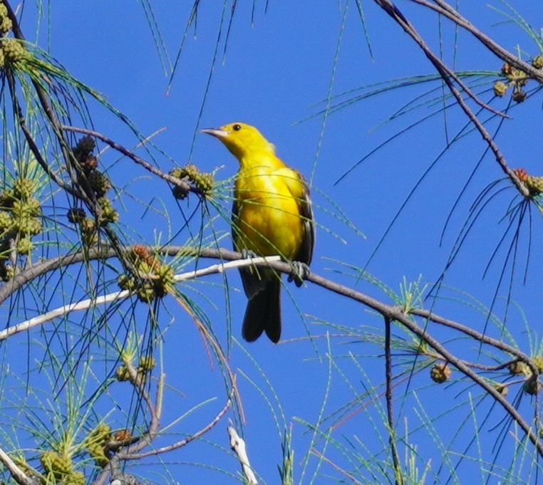 Spot-breasted Oriole - ML642596872